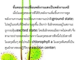 ขันตอนการเปลี่ยนพลังงานแสงเป็ นพลังงานเคมี
          ้
        เมื่อโมเลกุลของสารสีได้ รับพลังงานเพิ่มขึ ้นจากการดูด
พลังงานจากแสง จะเปลียนจากสถานะปกติ(ground state)
                        ่
ไปอยูในระดับที่มีพลังงานสูงขึ ้น เรี ยกว่า อิเล็กตรอนอยูในสถานะ
      ่                                                ่
ถูกกระตุ้น(excited state) โดยอิเล็กตรอนมีสภาพไม่คงตัว จึง
สามารถถ่ายทอดพลังงานจากโมเลกุลของสารสีหนึงไปยังสารสี ่
โมเลกุลอื่นๆ ต่อไปจนถึง chlorophyll a โมเลกุลพิเศษที่เป็ น
ศูนย์กลางของปฏิกิริยา(reaction center)
 