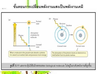 ขันตอนการเปลี่ยนพลังงานแสงเป็ นพลังงานเคมี
  ้
 