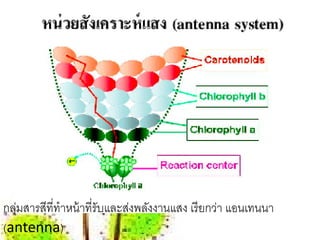 กลุมสารสีที่ทําหน้ าที่รับและส่งพลังงานแสง เรี ยกว่า แอนเทนนา
  ่
(antenna)
 