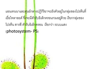 แอนเทนนาและศูนย์กลางปฏิกิริยาจะฝั งตัวอยูในกลุมของโปรตีนที่
                                              ่  ่
เยื่อไทลาอยด์ ซึงจะมีตวรับอิเล็กตรอนรวมอยูด้วย เรี ยกกลุมของ
                ่      ั                    ่          ่
โปรตีน สารสี ตัวรับอิเล็กตรอน เรี ยกว่า ระบบแสง
(photosystem- PS)
 