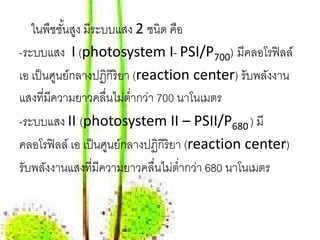 ในพืชชันสูง มีระบบแสง 2 ชนิด คือ
           ้
-ระบบแสง I (photosystem I- PSI/P700) มีคลอโรฟิ ลล์
เอ เป็ นศูนย์กลางปฏิกิริยา (reaction center) รับพลังงาน
แสงที่มีความยาวคลื่นไม่ตํ่ากว่า 700 นาโนเมตร
-ระบบแสง II (photosystem II – PSII/P680 ) มี
คลอโรฟิ ลล์ เอ เป็ นศูนย์กลางปฏิกิริยา (reaction center)
รับพลังงานแสงที่มีความยาวคลื่นไม่ตํ่ากว่า 680 นาโนเมตร
 