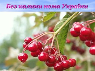 Без калини нема України
 