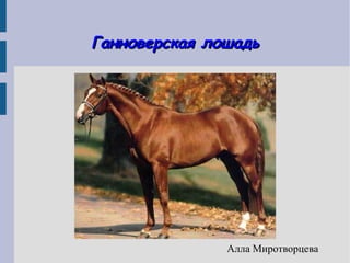 Ганноверская лошадь




               Алла Миротворцева
 