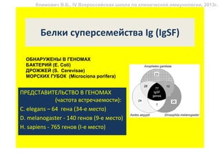 Климович В.Б., IV Всероссийская школа по клинической иммунологии, 2013г.




       Белки суперсемейства Ig (IgSF)

  ОБНАРУЖЕНЫ В ГЕНОМАХ
  БАКТЕРИЙ (Е. Coli)
  ДРОЖЖЕЙ (S. Cerevisae)
  МОРСКИХ ГУБОК (Microciona porifera)


ПРЕДСТАВИТЕЛЬСТВО В ГЕНОМАХ
              (частота встречаемости):
C. elegans – 64 гена (34-е место)
D. melanоgaster - 140 генов (9-е место)
H. sapiens - 765 генов (I-е место)
 