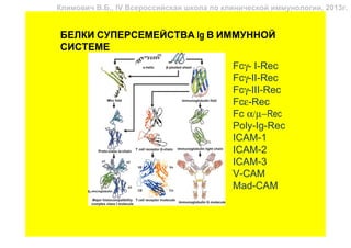 Климович В.Б., IV Всероссийская школа по клинической иммунологии, 2013г.


БЕЛКИ СУПЕРСЕМЕЙСТВА Ig В ИММУННОЙ
СИСТЕМЕ
                                           Fcγ- I-Rec
                                           Fcγ-II-Rec
                                           Fcγ-III-Rec
                                           Fcε-Rec
                                           Fc α/µ−Rec
                                           Poly-Ig-Rec
                                           ICAM-1
                                           ICAM-2
                                           ICAM-3
                                           V-CAM
                                           Mad-CAM
 