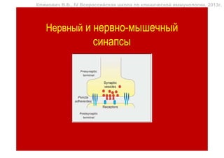 Климович В.Б., IV Всероссийская школа по клинической иммунологии, 2013г.




   Нервный и нервно-мышечный
                      синапсы
 