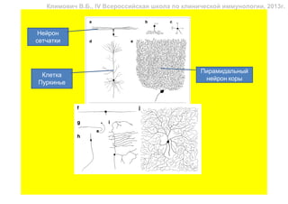Климович В.Б., IV Всероссийская школа по клинической иммунологии, 2013г.



 Нейрон
сетчатки



                                                 Пирамидальный
 Клетка
                                                  нейрон коры
Пуркинье
 