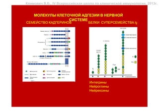 Климович В.Б., IV Всероссийская школа по клинической иммунологии, 2013г.


    МОЛЕКУЛЫ КЛЕТОЧНОЙ АДГЕЗИИ В НЕРВНОЙ
                  СИСТЕМЕ
СЕМЕЙСТВО КАДГЕРИНОВ              БЕЛКИ СУПЕРСЕМЕЙСТВА Ig




                                  Интегрины
                                  Нейроглины
                                  Нейрексины
 