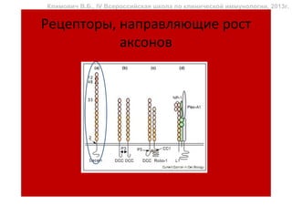 Климович В.Б., IV Всероссийская школа по клинической иммунологии, 2013г.


Рецепторы, направляющие рост
           аксонов
 