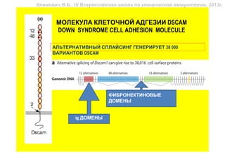 Климович В.Б., IV Всероссийская школа по клинической иммунологии, 2013г.


       МОЛЕКУЛА КЛЕТОЧНОЙ АДГЕЗИИ DSCAM
       DOWN SYNDROME CELL ADHESION MOLECULE

      АЛЬТЕРНАТИВНЫЙ СПЛАЙСИНГ ГЕНЕРИРУЕТ 38 000
      ВАРИАНТОВ DSCAM




                           ФИБРОНЕКТИНОВЫЕ
                           ДОМЕНЫ


               Ig ДОМЕНЫ
 