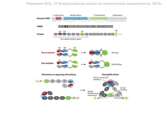 Климович В.Б., IV Всероссийская школа по клинической иммунологии, 2013г.
 