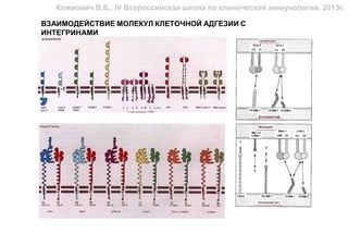 Климович В.Б., IV Всероссийская школа по клинической иммунологии, 2013г.

ВЗАИМОДЕЙСТВИЕ МОЛЕКУЛ КЛЕТОЧНОЙ АДГЕЗИИ С
ИНТЕГРИНАМИ
 