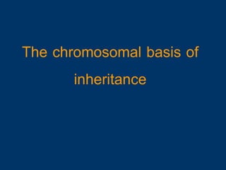 The chromosomal basis of
       inheritance
 