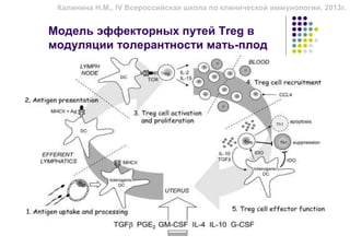Калинина Н.М., IV Всероссийская школа по клинической иммунологии, 2013г.


Модель эффекторных путей Treg в
модуляции толерантности мать-плод
 