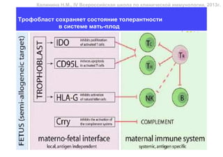 Калинина Н.М., IV Всероссийская школа по клинической иммунологии, 2013г.


Трофобласт сохраняет состояние толерантности
            в системе мать-плод
 