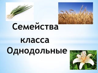 Семейства
   класса
Однодольные
 