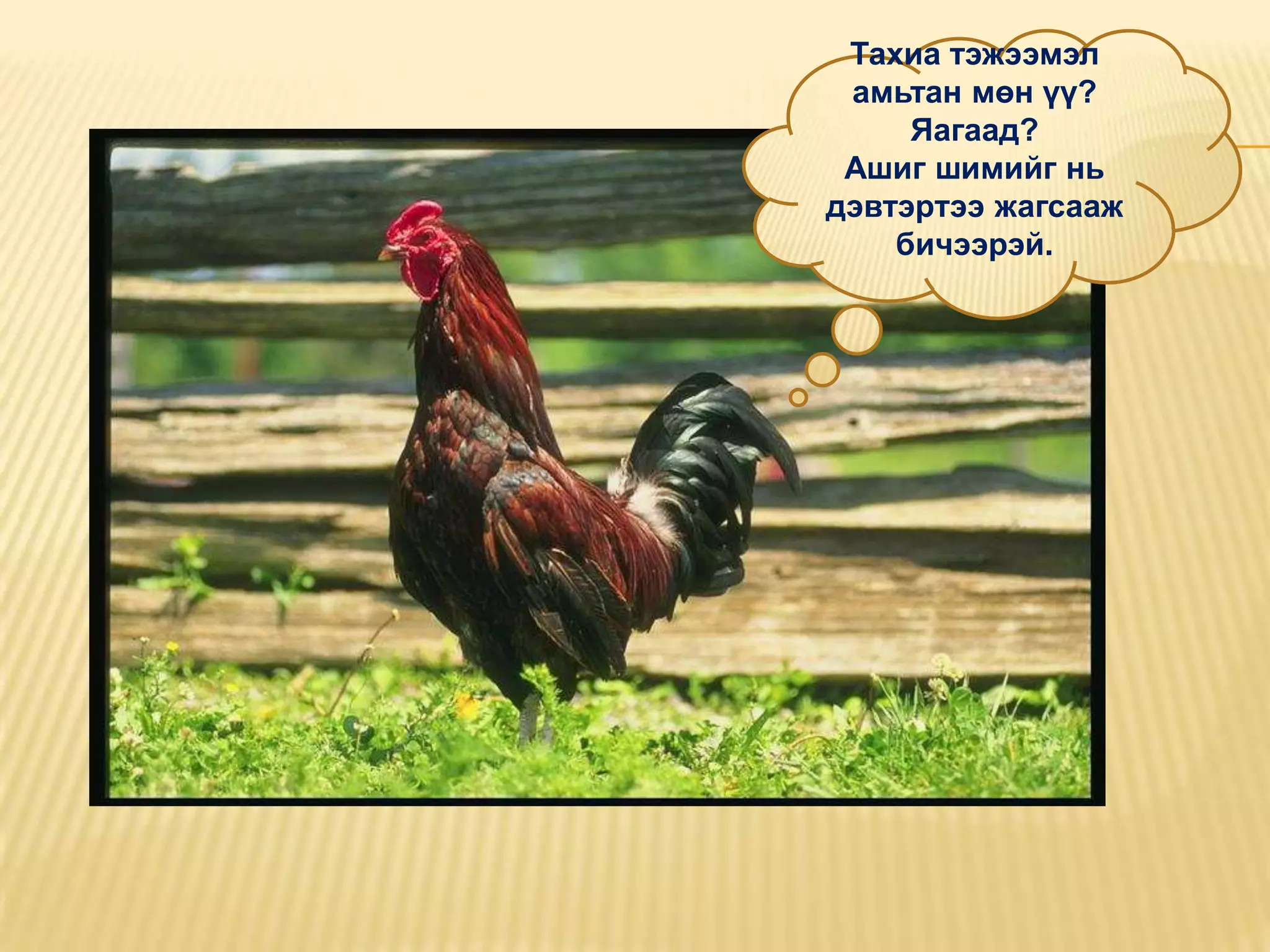 Тахиа тэжээмэл
 амьтан мөн үү?
     Яагаад?
 Ашиг шимийг нь
дэвтэртээ жагсааж
    бичээрэй.
 