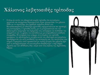 Χάλκινος λεβητοειδής τρίποδας
•    Επάνω σε αυτόν τον εξαιρετικά κομψό τρίποδα, ένα αντικείμενο
     χρηστικό και συγχρόνως διακοσμητικό, είχαν ακουμπήσει τον χάλκινο
     κάδο με το σφουγγάρι που βρέθηκε πεσμένος δίπλα του.
     Κατασκευασμένος με ιδιαίτερη φροντίδα, ευρηματικότητα και προσοχή
     στη λεπτομέρεια, ο τρίποδας αυτός, με τη μνημειακότητα και την
     εξεζητημένη γεωμετρία του σχήματός του, καταφέρνει να συνδυάσει την
     απαραίτητη για τη χρήση του ευστάθεια με μια απροσδόκητη αίσθηση
     ελαφράδας. Η επιγραφή που υπάρχει στη στεφάνη του τρίποδα
     φανερώνει την αξιοσημείωτη ιστορία αυτού του ιδιαίτερου αντικειμένου,
     προσφέροντας την απτή απόδειξη της καταγωγής και της ταυτότητας του
     νεκρού. Γραμμένο πολύ προσεκτικά με πυκνές στιγμές και μάλιστα πριν
     από τη συναρμολόγηση του αντικειμένου διαβάζουμε: « παρ' hέρας
     Αργείας εμί των αFέθλων», δηλ. «είμαι από τους αγώνες της Αργίτισσας
     Ήρας».
 