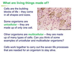 What are living things made of?
Cells are the building
blocks of life – they come
in all shapes and sizes.

Some organisms are
unicellular – they are
made up of only one cell.

Other organisms are multicellular – they are made
up of many types of cells. Can you think of some
examples of unicellular and multicellular organisms?

Cells work together to carry out the seven life processes
that are needed for an organism to stay alive.
 