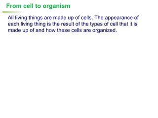 From cell to organism
All living things are made up of cells. The appearance of
each living thing is the result of the types of cell that it is
made up of and how these cells are organized.
 