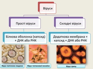 Віруси
Прості віруси
Білкова оболонка (капсид)
+ ДНК або РНК
Складні віруси
Додаткова мембрана +
капсид + ДНК або РНК
Вірус папіломи людини Вірус грипуВірус тютюнової мозаїки
 