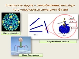 Властивість вірусів – самозбирання, внаслідок
чого утворюються симетричні фігури
Вірус тютюнової мозаїки
РНК
білок
капсид
Вірус поліомієліту
Віріон бактеріофага
 