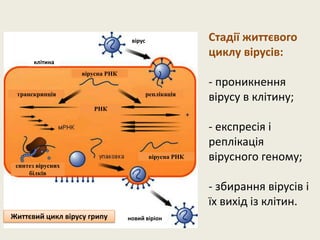 Стадії життєвого
циклу вірусів:
- проникнення
вірусу в клітину;
- експресія і
реплікація
вірусного геному;
- збирання вірусів і
їх вихід із клітин.
Життєвий цикл вірусу грипу
вірус
клітина
новий віріон
вірусна РНК
транскрипція реплікація
РНК
синтез вірусних
білків
вірусна РНК
 