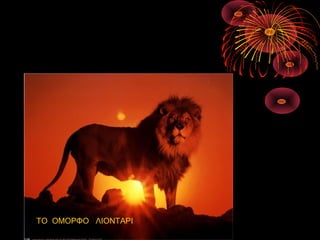 ΤΟ ΟΜΟΡΦΟ ΛΙΟΝΤΑΡΙ
 