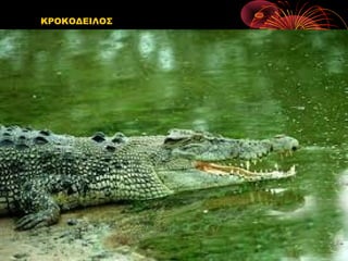 ΚΡΟΚΟΔΕΙΛΟΣ
 