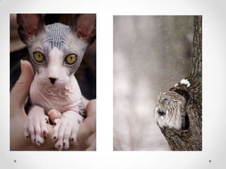 կենսոլորտ (1)