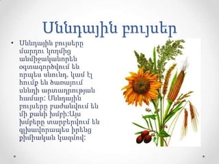 Սննդային բույսեր
• Սննդային բույսերը
մարդու կողմից
անմիջականորեն
օգտագործվում են
որպես սնունդ, կամ էլ
հումք են ծառայում
սննդի արտադրության
համար: Սննդային
բույսերը բաժանվում են
մի քանի խմբի:Այս
խմբերը տարբերվում են
գլխավորապես իրենց
քիմիական կազմով:
 