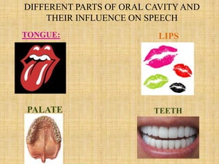 DIFFERENT PARTS OF ORAL CAVITY AND
THEIR INFLUENCE ON SPEECH
TONGUE: LIPS
PALATE TEETH
 