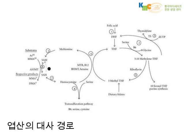 https://www.slideshare.net/mothersafe/ss-24041446 임신 중 엽산 Folic Acid in Pregnancy