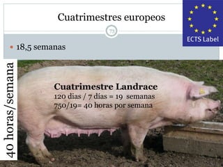 Cuatrimestres europeos
73
 18,5 semanas
Cuatrimestre Landrace
120 dias / 7 días = 19 semanas
750/19= 40 horas por semana
40horas/semana
 
