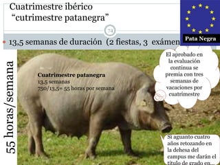 Cuatrimestre ibérico
“cutrimestre patanegra”
74
 13,5 semanas de duración (2 fiestas, 3 exámenes)
55horas/semana
El aprobado en
la evaluación
continua se
premia con tres
semanas de
vacaciones por
cuatrimestre
Cuatrimestre patanegra
13,5 semanas
750/13,5= 55 horas por semana
Pata Negra
Si aguanto cuatro
años retozando en
la dehesa del
campus me darán el
título de grado en…
 
