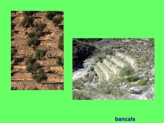 bancals
 