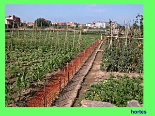 hortes
 