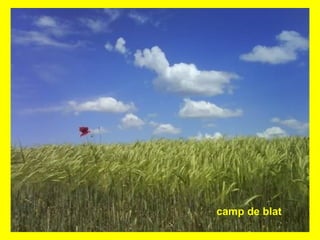 camp de blat
 
