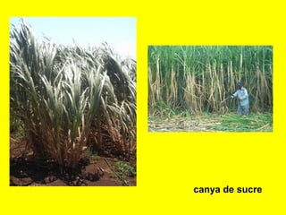 canya de sucre
 