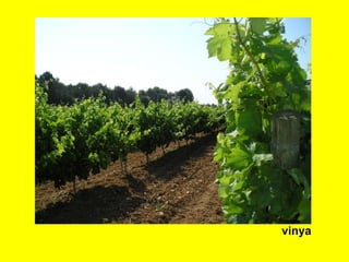 vinya
 