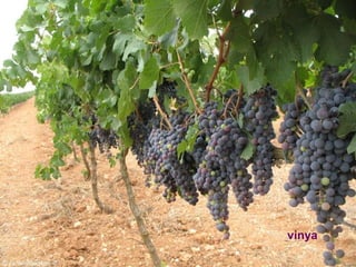 vinya
 
