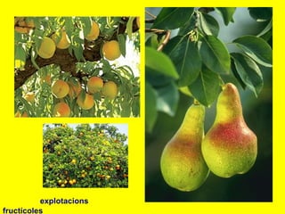 explotacions
fructícoles
 