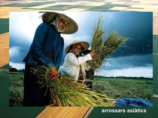 arrossars asiàtics
 