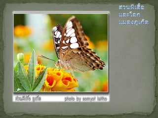 งานนำเสนอ1 เพาว์พอย