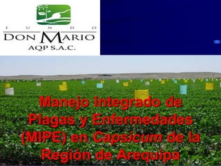 Manejo Integrado de
Plagas y Enfermedades
(MIPE) en Capsicum de la
Región de Arequipa
 