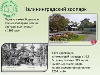Калининградский зоопарк
Один из самых больших и
старых зоопарков России.
Зоопарк был открыт
в 1896 году.
В его коллекции,
занимающей площадь в 16,5
Га, представлены 315 видов
животных, численность
живых экспонатов составляет
2264 особи
 