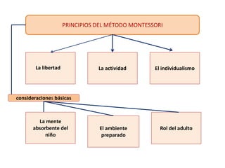 PRINCIPIOS DEL MÉTODO MONTESSORI
La libertad La actividad El individualismo
La mente
absorbente del
niño
El ambiente
preparado
Rol del adulto
consideraciones básicas
 