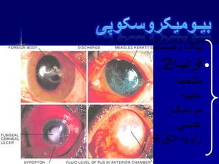 •
•
•
•
•
•
•
 