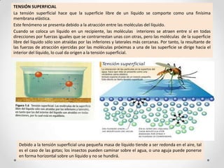 TENSIÓN SUPERFICIAL
La tensión superficial hace que la superficie libre de un líquido se comporte como una finísima
membrana elástica.
Este fenómeno se presenta debido a la atracción entre las moléculas del líquido.
Cuando se coloca un líquido en un recipiente, las moléculas interiores se atraen entre sí en todas
direcciones por fuerzas iguales que se contrarrestan unas con otras, pero las moléculas de la superficie
libre del líquido sólo son atraídas por las inferiores y laterales más cercanas. Por tanto, la resultante de
las fuerzas de atracción ejercidas por las moléculas próximas a una de las superficie se dirige hacia el
interior del líquido, lo cual da origen a la tensión superficial.
Debido a la tensión superficial una pequeña masa de líquido tiende a ser redonda en el aire, tal
es el caso de las gotas; los insectos pueden caminar sobre el agua, o una aguja puede ponerse
en forma horizontal sobre un líquido y no se hundirá.
 