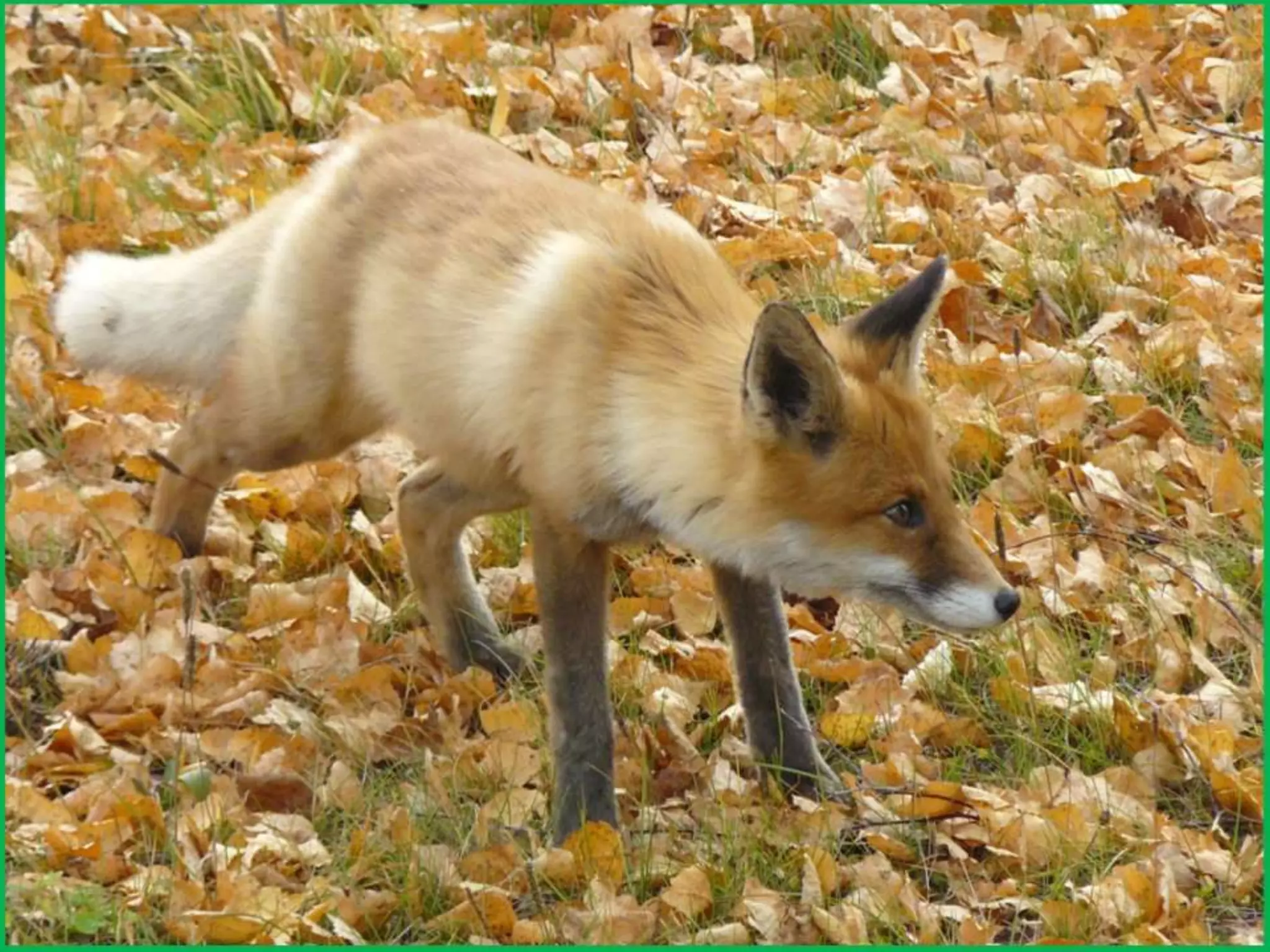 Шаймухаметова Л.А. Мой край – Урал (презентация)